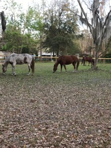 6 Reasons Why I Like Picking Paddocks- The Homestead Kings