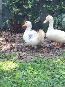 What To Do With A Drake That's Too Rough - The Homestead Kings