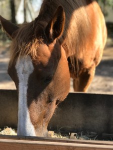 DIY Hay Slow Feeders by The Homestead Kings