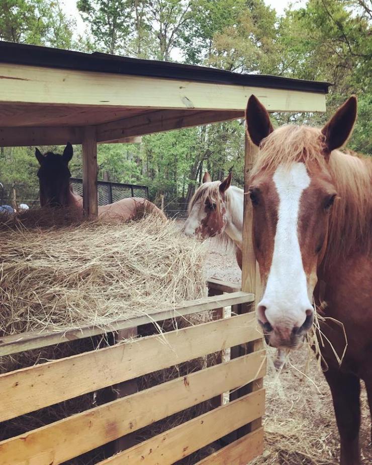 30264724_1688970217850605_3673830874945033450_n